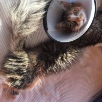 Tekir Kedi, Kedi  Portakal fotoğrafı