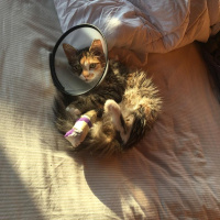 Tekir Kedi, Kedi  Portakal fotoğrafı