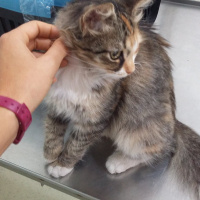 Tekir Kedi, Kedi  Portakal fotoğrafı