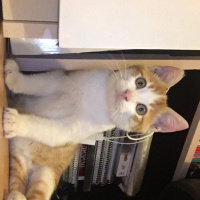 Sarman, Kedi  sarman fotoğrafı