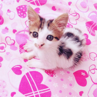 Tekir Kedi, Kedi  Sutlac fotoğrafı