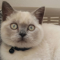 British Shorthair, Kedi  arthur fotoğrafı