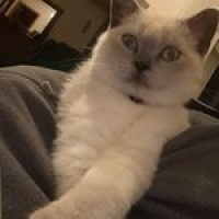 British Shorthair, Kedi  arthur fotoğrafı