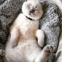 British Shorthair, Kedi  arthur fotoğrafı