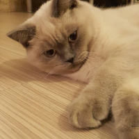 British Shorthair, Kedi  arthur fotoğrafı