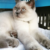 British Shorthair, Kedi  arthur fotoğrafı