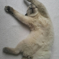 British Shorthair, Kedi  arthur fotoğrafı