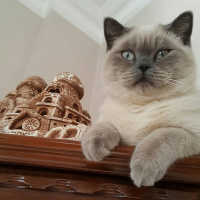 British Shorthair, Kedi  arthur fotoğrafı