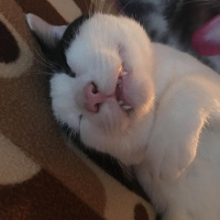 Soke, Kedi  Oscar fotoğrafı