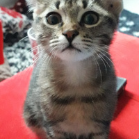 Tekir Kedi, Kedi  Loki fotoğrafı
