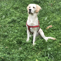 Golden Retriever, Köpek  Çakıl fotoğrafı