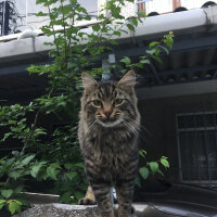 Norwegian Forest, Kedi  Felix fotoğrafı