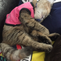 İran Kedisi (Persian), Kedi  Şimy fotoğrafı