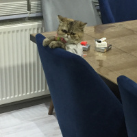 İran Kedisi (Persian), Kedi  Şimy fotoğrafı