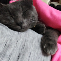 British Shorthair, Kedi  Ozi fotoğrafı