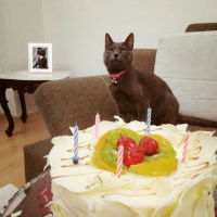 British Shorthair, Kedi  Ozi fotoğrafı