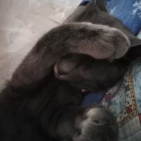 British Shorthair, Kedi  Ozi fotoğrafı