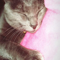 British Shorthair, Kedi  Ozi fotoğrafı