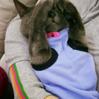 British Shorthair, Kedi  Ozi fotoğrafı