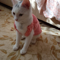 Ankara Kedisi, Kedi  Mila fotoğrafı