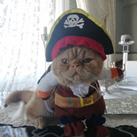 Exotic Shorthair, Kedi  Pablo fotoğrafı