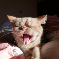 Exotic Shorthair, Kedi  Pablo fotoğrafı
