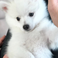 Pomeranyalı, Köpek  Salep fotoğrafı