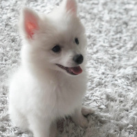 Pomeranyalı, Köpek  Salep fotoğrafı