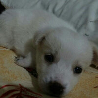 Labrador Retriever, Köpek  Bademimm fotoğrafı