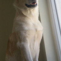 Labrador Retriever, Köpek  Bademimm fotoğrafı