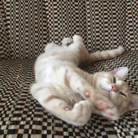 Tekir Kedi, Kedi  Karamelito fotoğrafı