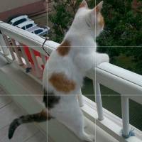  Kedi  Köpük fotoğrafı