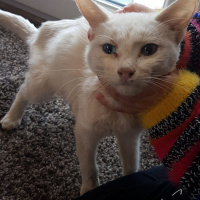 Van Kedisi, Kedi  Pamuk fotoğrafı