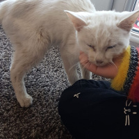 Van Kedisi, Kedi  Pamuk fotoğrafı
