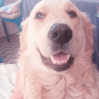 Golden Retriever, Köpek  Whiskey fotoğrafı