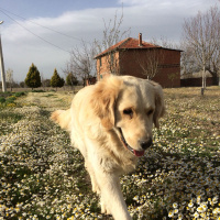 Golden Retriever, Köpek  Whiskey fotoğrafı