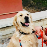 Golden Retriever, Köpek  Whiskey fotoğrafı