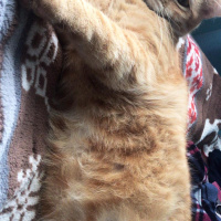 Sarman, Kedi  TARÇIN fotoğrafı