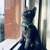British Shorthair, Kedi  Ceku fotoğrafı