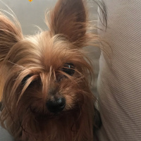 Yorkshire Terrier, Köpek  Zoe fotoğrafı