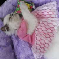 İran Kedisi (Persian), Kedi  Minis fotoğrafı