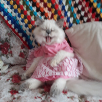 İran Kedisi (Persian), Kedi  Minis fotoğrafı