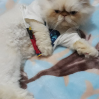 İran Kedisi (Persian), Kedi  Minis fotoğrafı