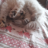 İran Kedisi (Persian), Kedi  Minis fotoğrafı
