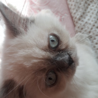 İran Kedisi (Persian), Kedi  Minis fotoğrafı