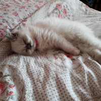 İran Kedisi (Persian), Kedi  Minis fotoğrafı