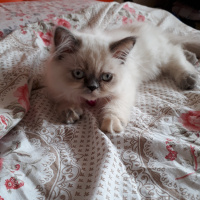 İran Kedisi (Persian), Kedi  Minis fotoğrafı