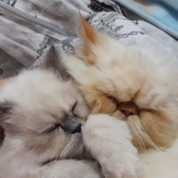 İran Kedisi (Persian), Kedi  Minis fotoğrafı