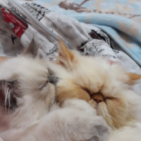 İran Kedisi (Persian), Kedi  Minis fotoğrafı