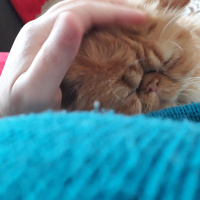 İran Kedisi (Persian), Kedi  Minis fotoğrafı